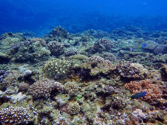 ナガンヌの浅場珊瑚