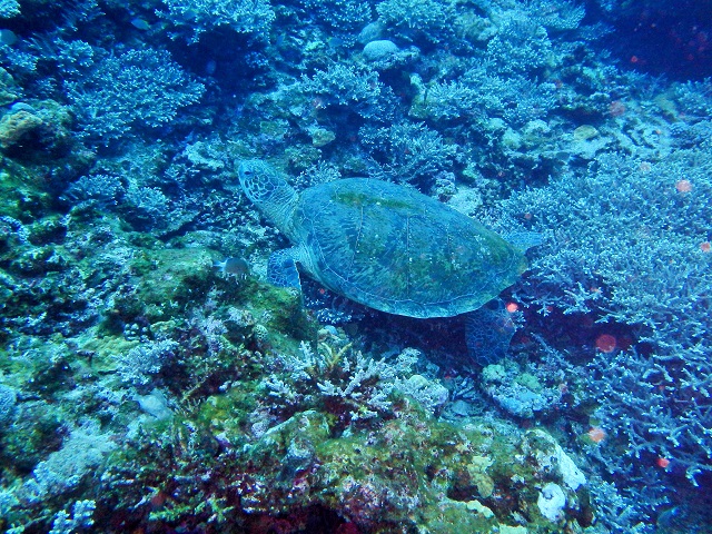 アオウミガメ　沖縄