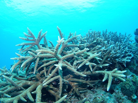 珊瑚がキレイ