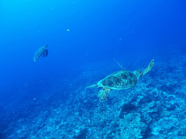 沖縄アオウミガメ