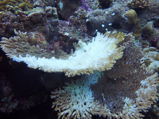 珊瑚白化