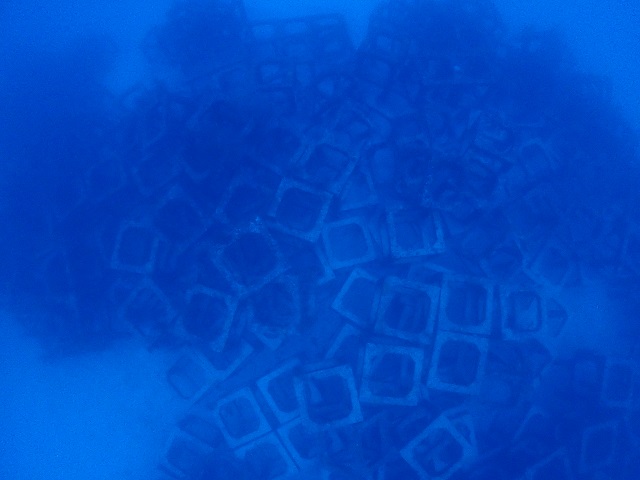 ロウニンアジ漁礁