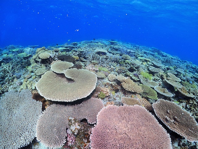 慶良間サンゴ礁