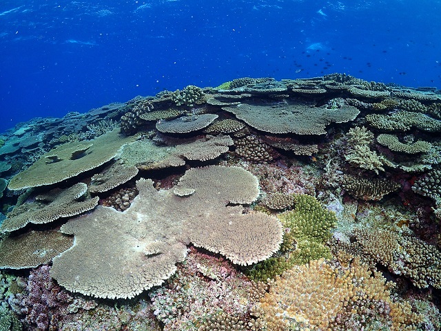 沖縄ダイビング珊瑚