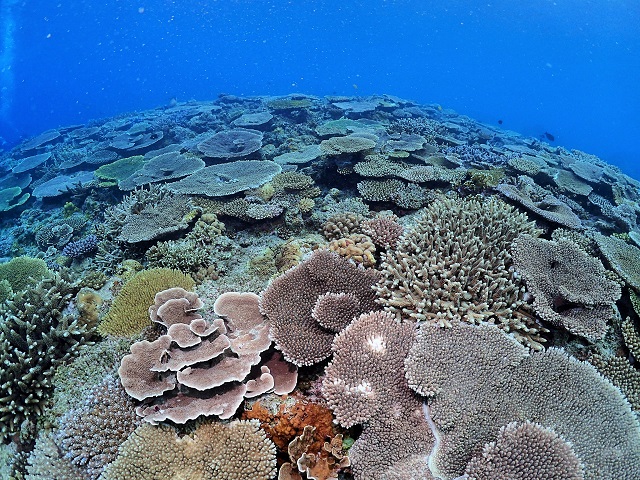 慶良間のサンゴ礁