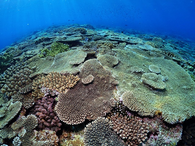 万座のサンゴ礁