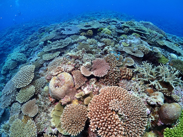 慶良間サンゴ礁