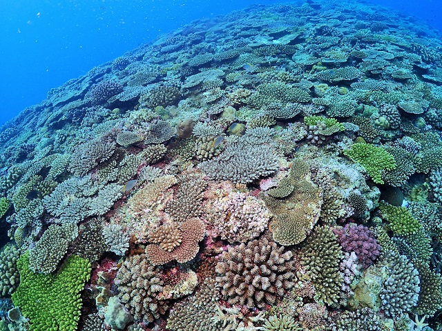 万座サンゴ礁