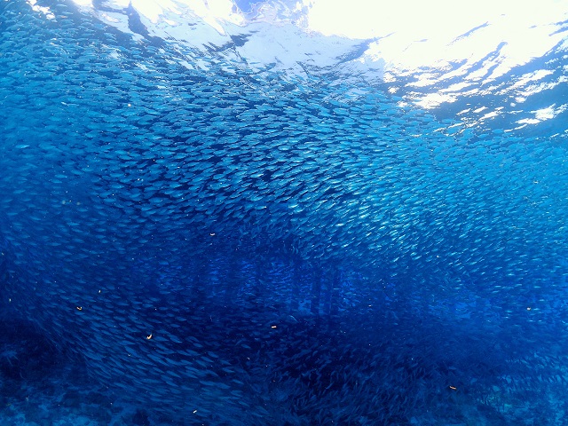 ミジュンの大群とホソカマスの群れ　チービシ諸島でダイビング
