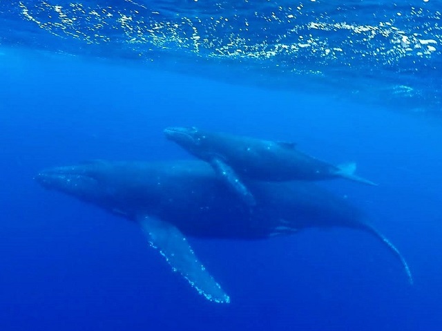 沖縄でホエールスイム　親子クジラが見れました（^ｗ^）　