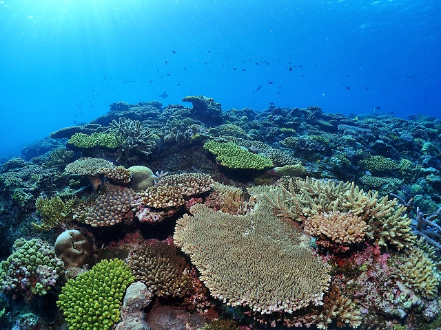 沖縄サンゴの群生