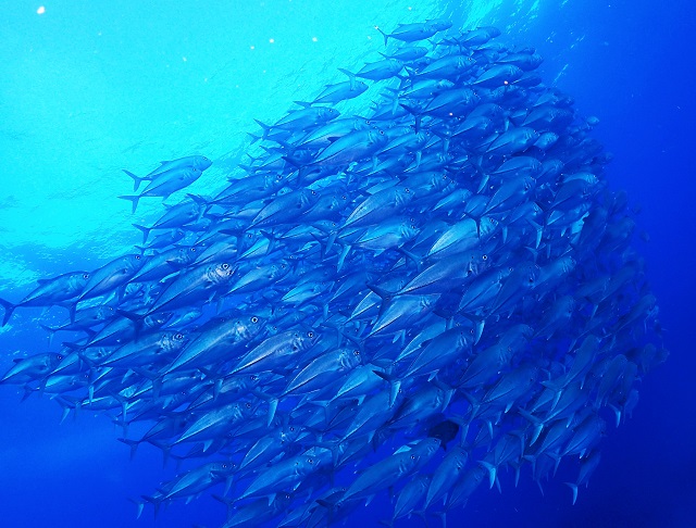 粟国島ダイビング11戦目　本日もギンガメアジ大漁です（笑）。動画もあるよ