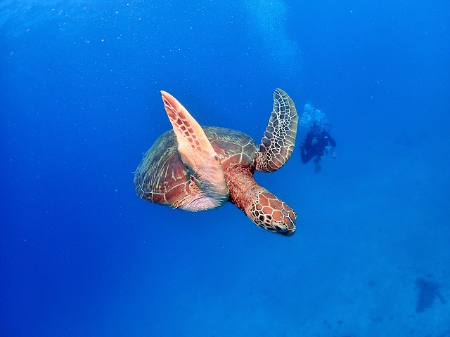 沖縄アオウミガメ