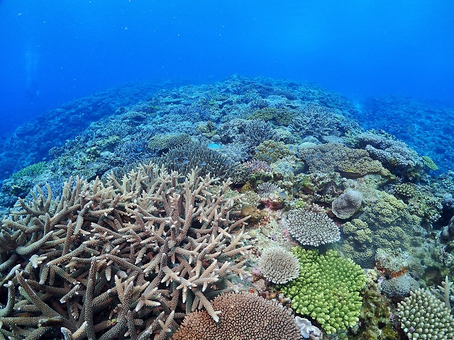 沖縄珊瑚礁