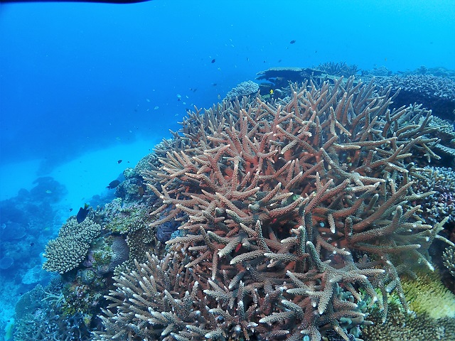 沖縄珊瑚礁