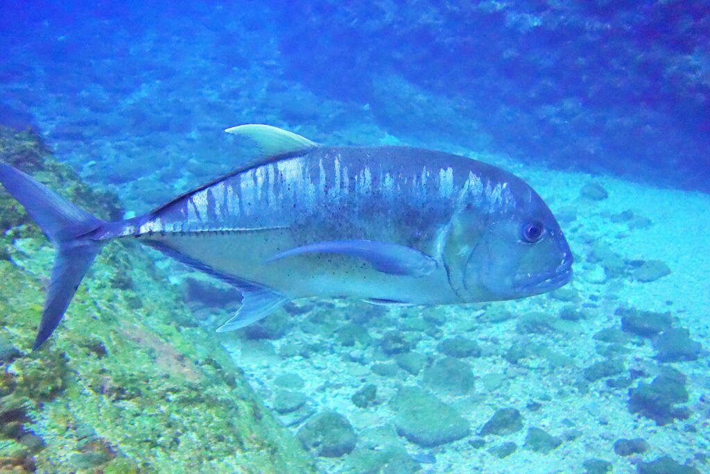 万座ボートダイビング