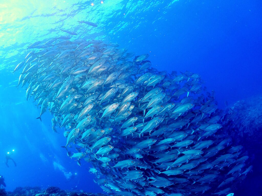 粟国ドリフトダイビング