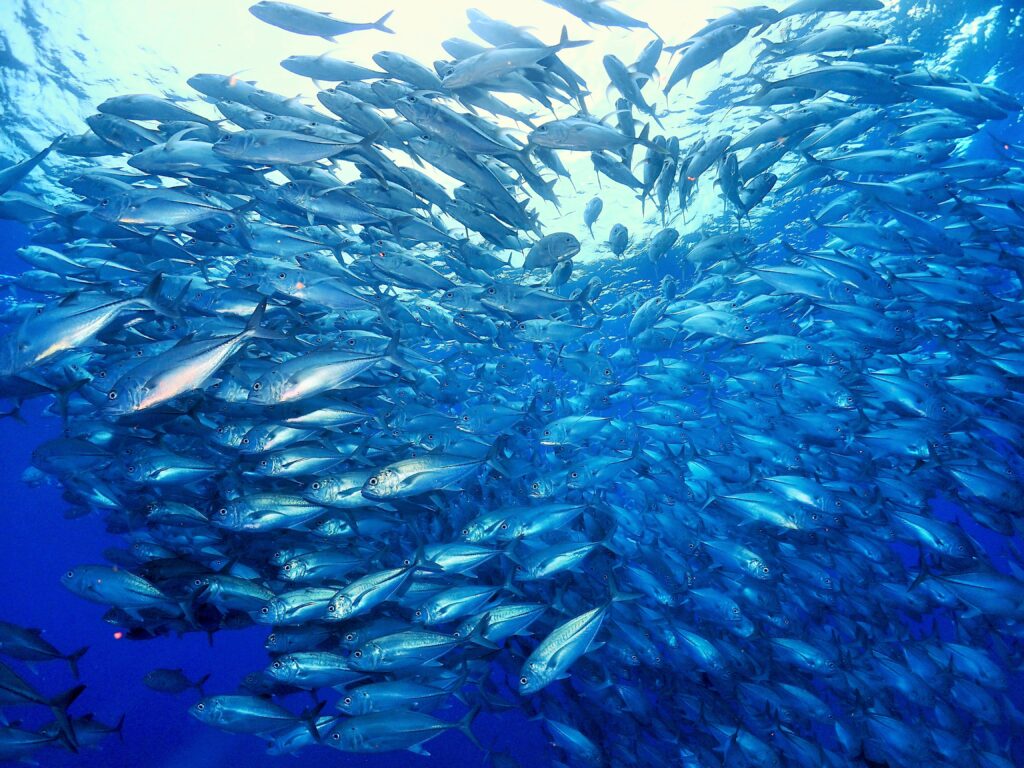 粟国　ギンガメアジトルネード