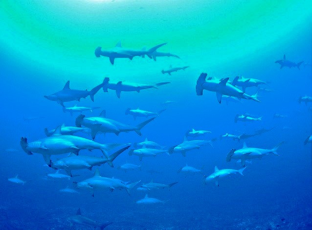 アカシュモクザメ