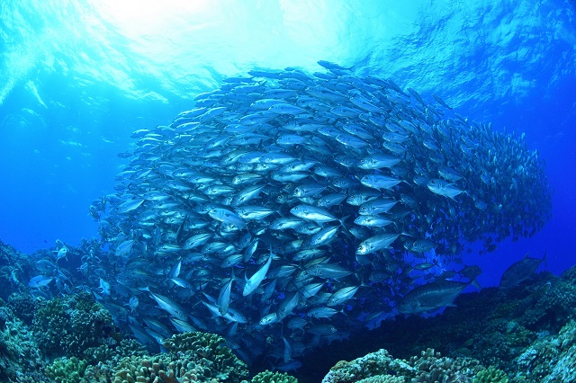 ギンガメアジ群れ