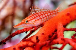 那覇　ビーチダイビング