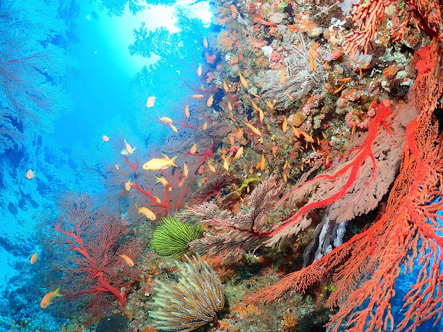 慶良間ファンダイビング