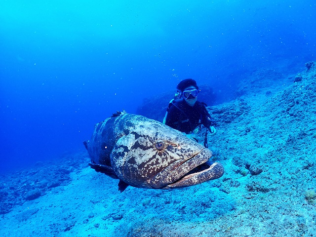 粟国島　カスリハタ