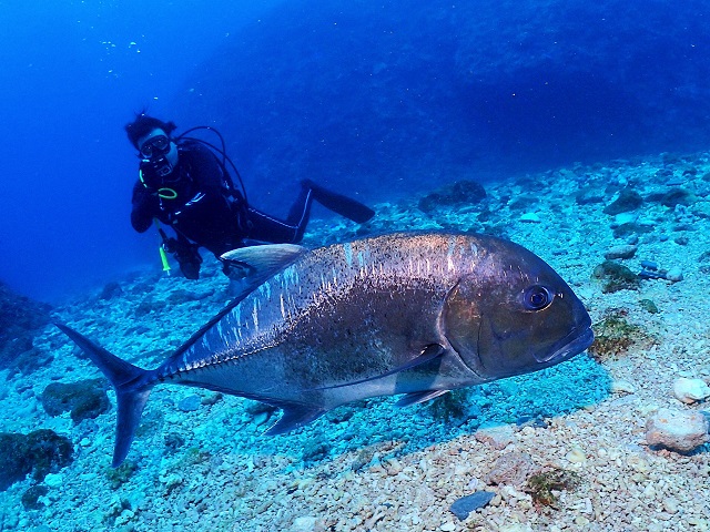 慶良間ロウニンアジ