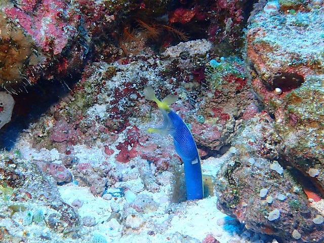 ハナヒゲウツボ