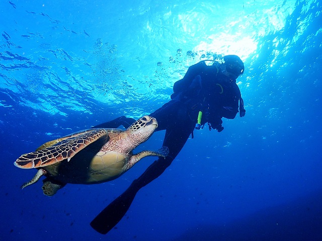 ウミガメと泳ぐ