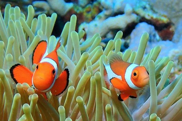 沖縄ビーチダイビング