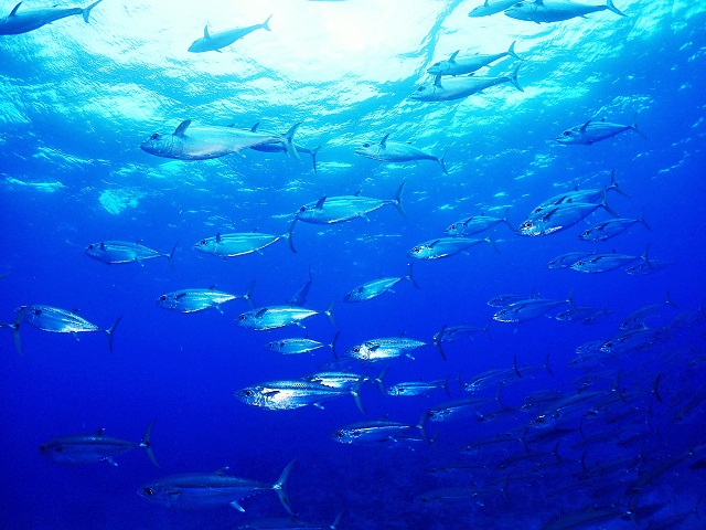 渡名喜遠征ダイビング