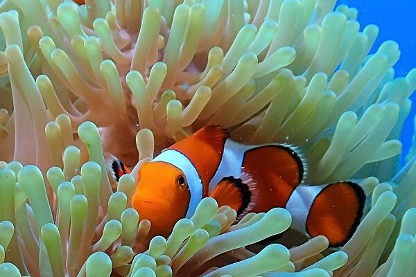 カクレクマノミ