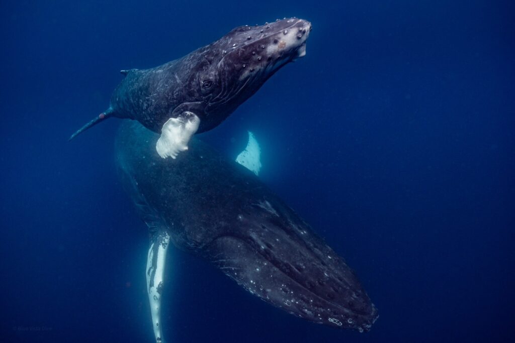 沖縄ホエールスイム
