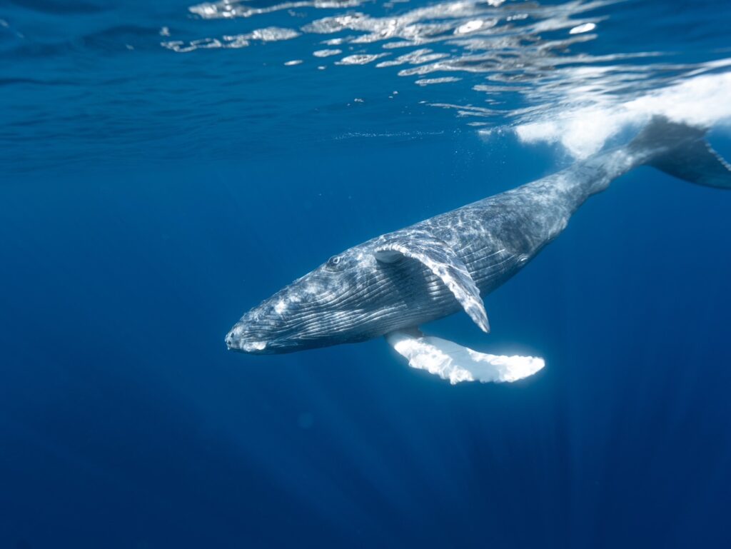 ホエールスイム