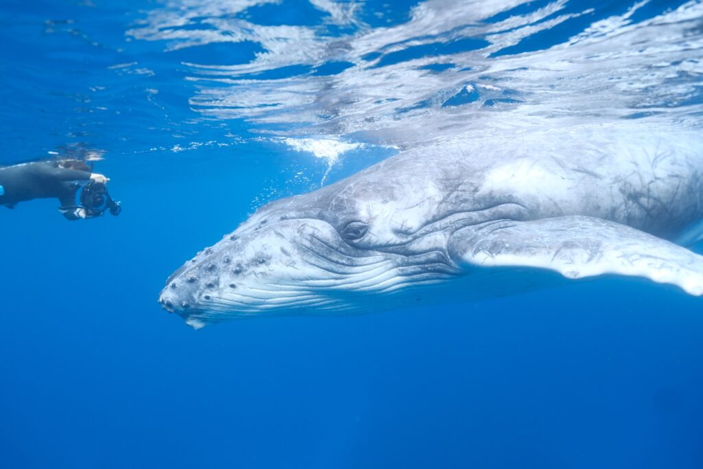 那覇発ホエールスイム