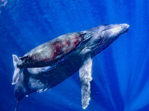 ホエールスイム