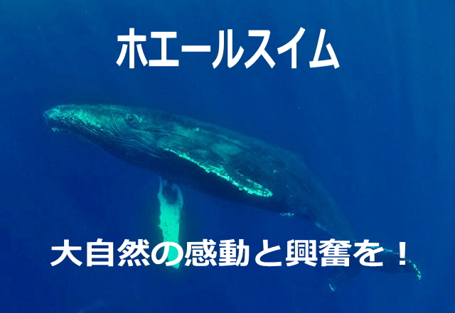 那覇発ホエールスイム