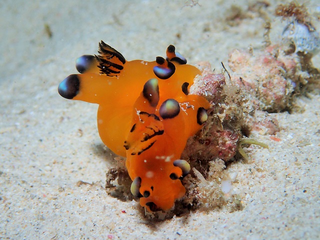 ゴリラチョップ　ウミウシ