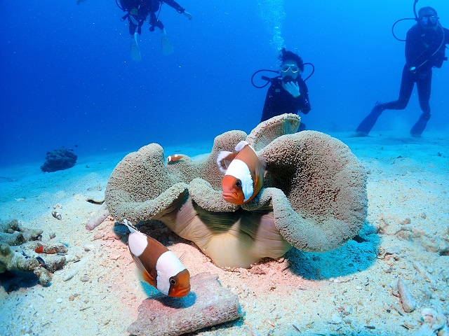 万座ダイビング