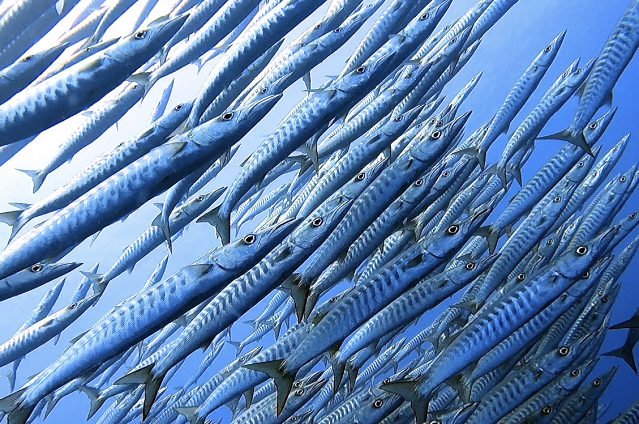 沖縄トライアングルダイビングでバラクーダの群れ