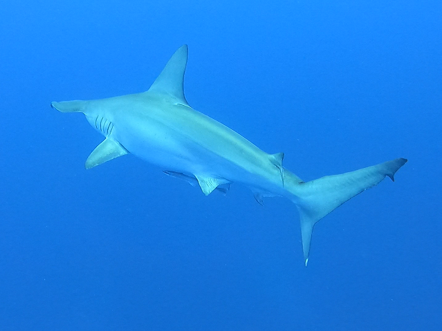 那覇 上級者 トライアングルダイビング