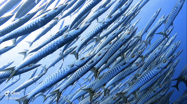 トライアングル　ダイビング