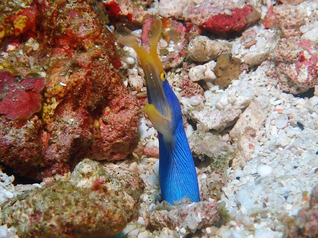 ビーチダイビング