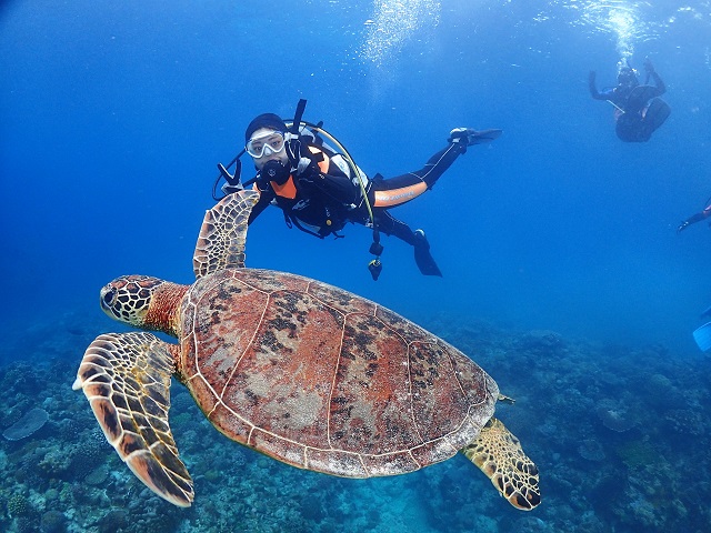 ウミガメと一緒に泳ぐ 沖縄ダイビング