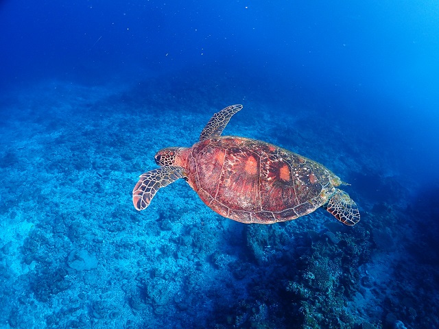 万座ボートダイビング