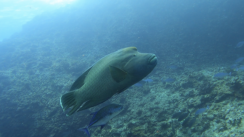 中上級者ダイビング