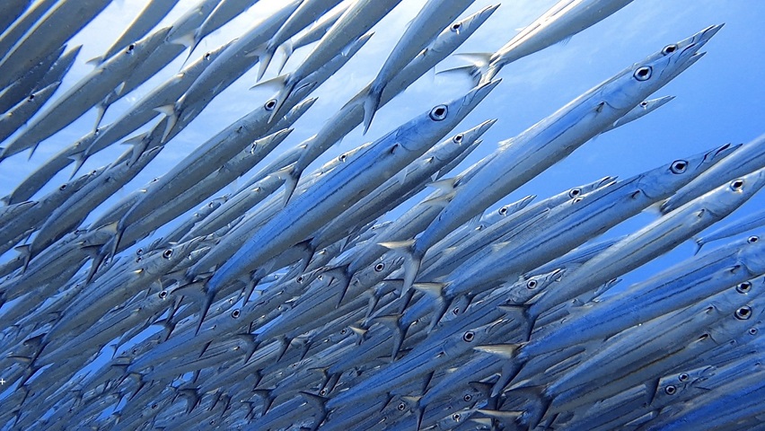 那覇発ビーチファンダイビング