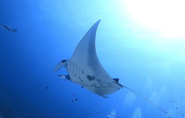 ナンヨウマンタ