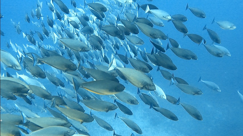 トライアングル